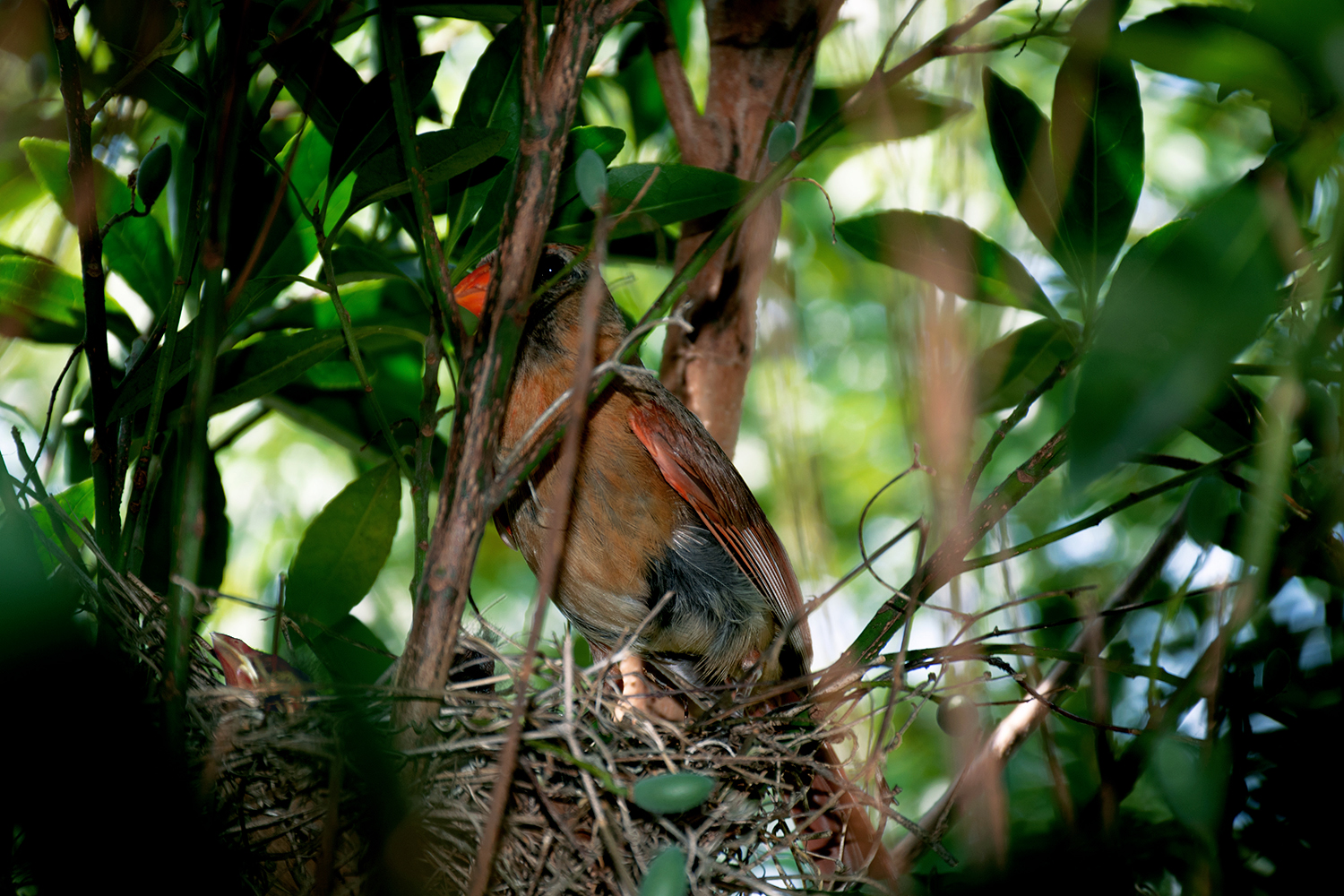 Robin in Nest Wildlife